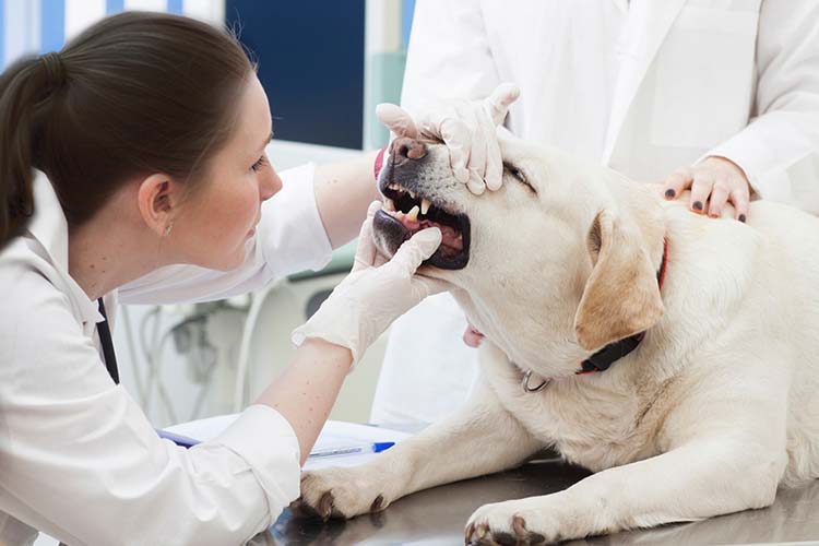 歯科検診をする犬の写真